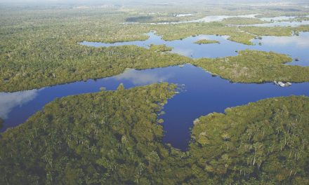 ¡Atentos con streaming sobre la sustentabilidad para celebrar el Día de la Amazonia!